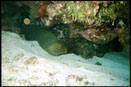 eel image